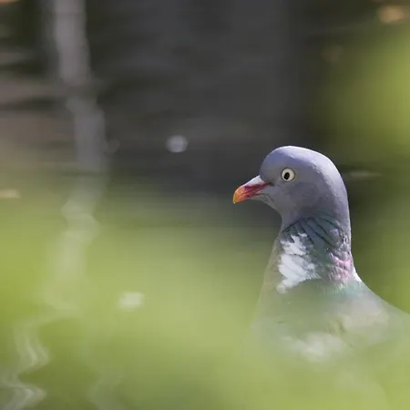 Les Sources De La Nive Esterençuby