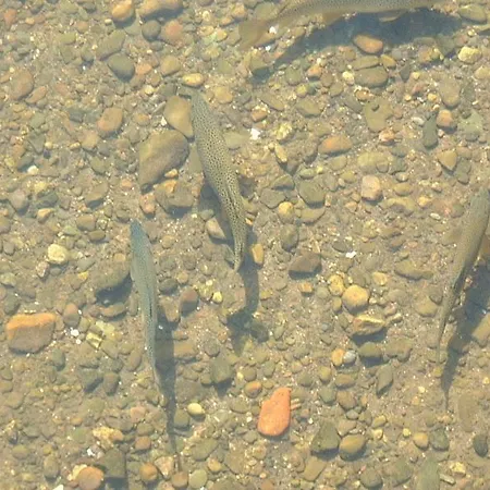 Les Sources De La Nive Hotel