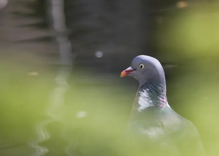 Les Sources De La Nive Esterençuby