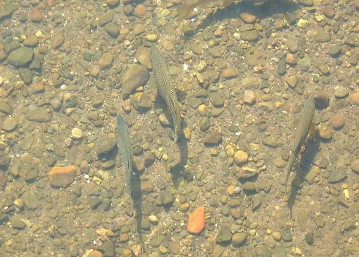 Les Sources De La Nive Hotel